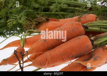 Reihe von frisch gegrabene Bio-Karotten Stockfoto