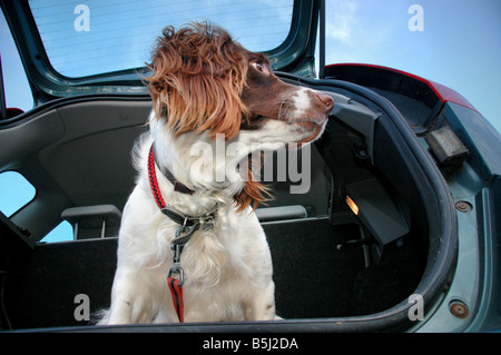 Eine Springer Spaniel sitzt im Kofferraum eines Autos.   mit dem Boot Tür zu öffnen. Stockfoto