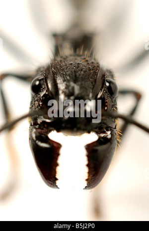 Isula oder Bullet Ant Paraponeragroße Clavata Ameise Stockfoto
