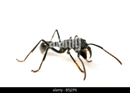 Isula oder Bullet Ant Paraponeragroße Clavata Ameise Stockfoto