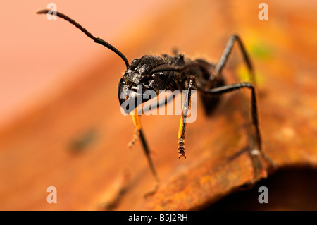 Isula oder Bullet Ant Paraponeragroße clavata Stockfoto