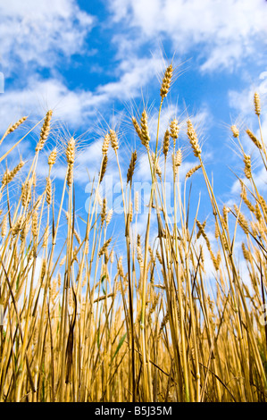 Ausgereifte Köpfe von Weizen in der Sonne im Skagit County Washington Reifung Stockfoto