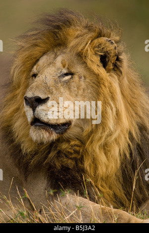 Afrikanische männlicher Löwe, Maasai Mara Nationalpark, Kenia (Panthera Leo) Stockfoto