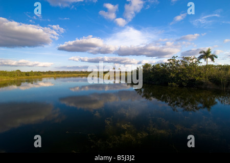 Vereinigte Staaten von Amerika Besucherzentrum Florida Everglades Königspalme der Entnahmestelle Stockfoto