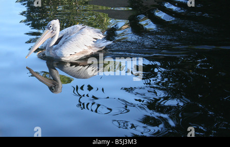 USA-A-rosa-backed Pelikan schwimmt über eine Spiegelung Teich Stockfoto