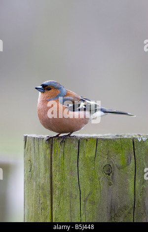 Buchfink - Fringilla coelebs Stockfoto