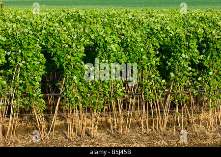 Reihen von Himbeerpflanzen mit Mitte Frühling Blatt Wachstum im nordwestlichen Washington Stockfoto