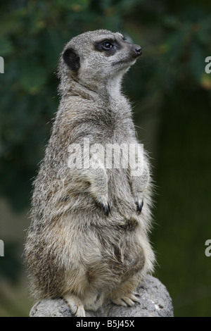 Nahaufnahme von einem Erdmännchen (Suricata Suricatta) auf der Suche nach Gefahr. Stockfoto