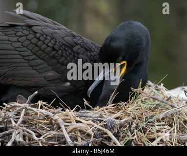 Shag (Phalacrocorax Aristotelis) Fütterung eine Küken mit regurgitated Fisch auf seinem Nest in den Farne Islands. Stockfoto