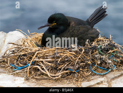 Shag (Phalacrocorax Aristotelis) - Farne Islands. Das Nest enthält Kunststoff und Seil die strangulieren oder ersticken eine junge Küken Stockfoto