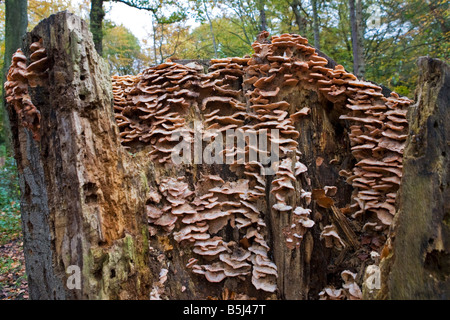 Pilze wachsen aus einem Baumstumpf Stockfoto