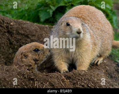 Zwei schwarz angebundene Graslandhunde oder Murmeltiere (Cynomis sich) am Auchingarrich Wildlife Centre in Schottland. Stockfoto