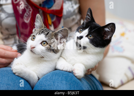 Katzen, die auf eine Frau Schoß saß Stockfoto