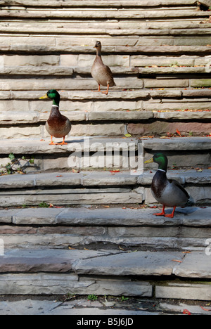Drei Stockente Enten, zwei Männchen und ein Weibchen, ruhen auf Steintreppen in einem Park von Toronto. Stockfoto