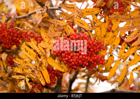 Rowan Eberesche Frucht mit Herbstfärbung Stockfoto
