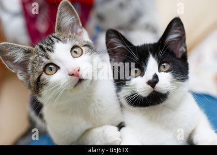 Katzen, die auf eine Frau Schoß saß Stockfoto