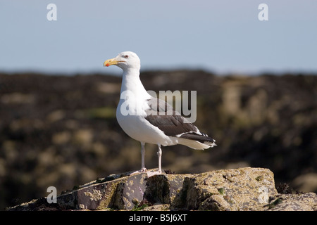 Große schwarz-unterstützte Möve - Larus marinus Stockfoto