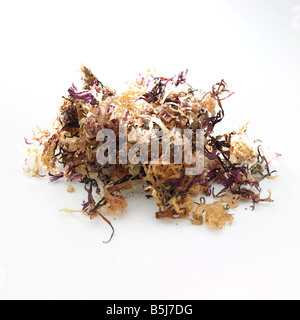 Carrageen-Algen Stockfoto