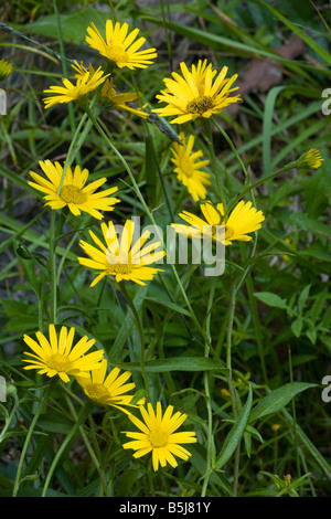 Gelben Ochsen Auge Buphthalmum Salicifolium Österreichische Alpen Stockfoto