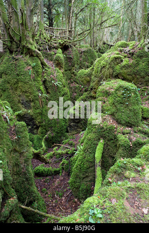 Puzzle Wood in der Nähe von Coleford im Wald von Dean, Gloucestershire UK - die Stätte der Eisenarbeiten, die vor der Römerzeit stammen. Stockfoto