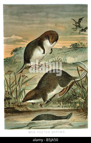 Web footed Spitzmaus Flussufer Stockfoto