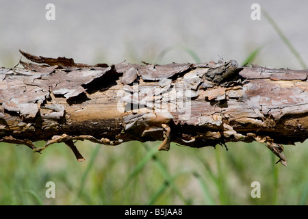 Rinde Baum Textur Stockfoto
