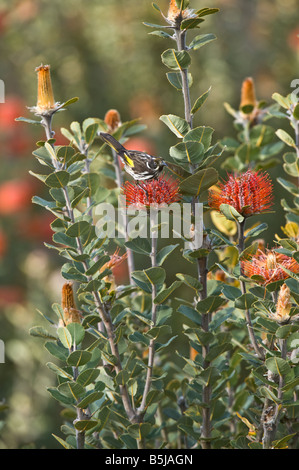Neues Holland Honigfresser Phylodonyris Novaehollandiae Fütterung auf Scarlet Banksia Banksia Ciccinia Banksia Farm Mt Barker Australien Stockfoto