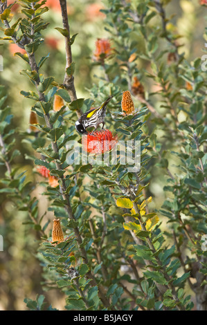 Neues Holland Honigfresser Phylodonyris Novaehollandiae Fütterung auf Scarlet Banksia Banksia Ciccinia Banksia Farm Mt Barker Australien Stockfoto