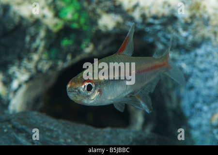 Leuchten Licht Tetra Hemigrammus Erthrozonus in tropische Fischaquarium. UK Stockfoto