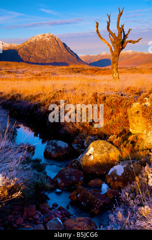 Toter Baum stehend auf Rannoch Moor mit Buachaille Etive Mor im Hintergrund Glen Coe Schottisches Hochland Stockfoto