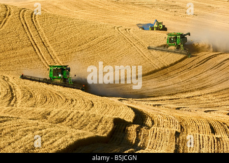 Ein Team von verbindet Ernte Weizen auf den Hügeln der Palouse Region Washington Stockfoto