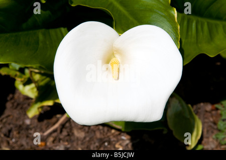 Zantedeschia Aethiopica 'Crowborough' Stockfoto