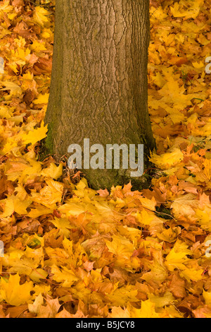 Herbst in Styal Wäldern, Cheshire, UK Stockfoto