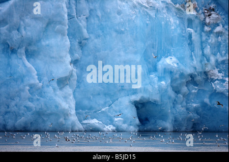 Seevögel vor Eis Wand Monaco Gletscher Spitzbergen Stockfoto