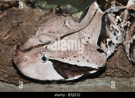 Das Gesicht und Horn der tödlichen westafrikanischen Gabun Viper Stockfoto