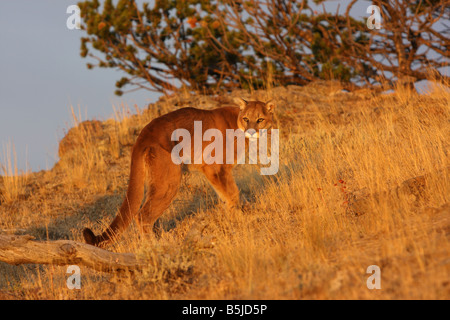 Puma, Puma, Puma im frühen Morgenlicht Stockfoto