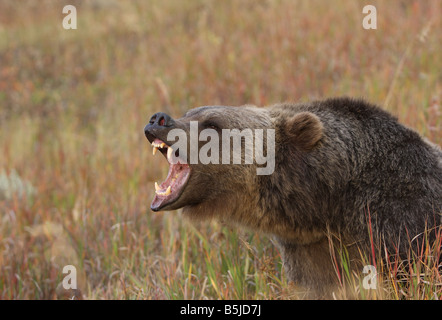 Grizzly bear Stockfoto