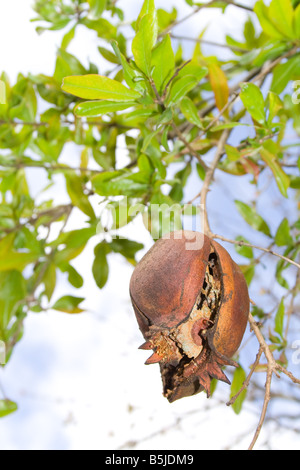 Rissig und faulen Granatapfel Baum hängen Stockfoto