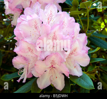 Rhododendron 'Galactinum' Stockfoto