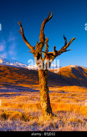 Toter Baum stehend auf Rannoch Moor Glen Coe Schottisches Hochland Stockfoto