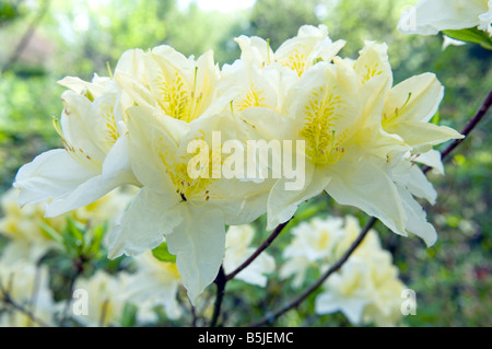 Weiße Azalee Rhododendrum in voller Blüte Stockfoto