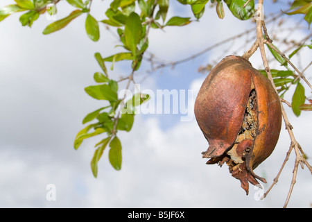 Rissig und faulen Granatapfel Baum hängen Stockfoto