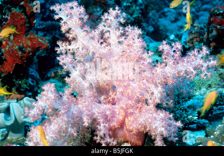 Lila Spitzen Weichkorallen. Alcyonaria. Nephtheidae. Dendronephthya SP. maledivischen Weichkorallen. Unterwasserwelt der Malediven. Stockfoto