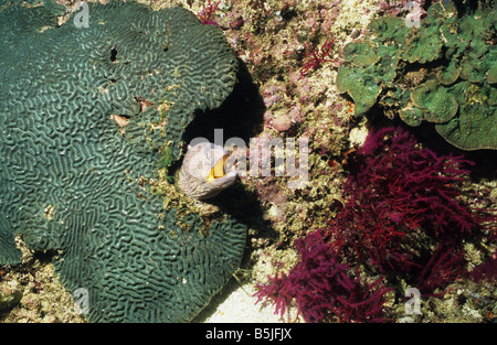 Gelbe Muräne, Mund (Gymnothorax Nudivomer) unter eine Hirnkoralle. Von Limah Felsen. Oman. Leben im Meer von Oman. Stockfoto