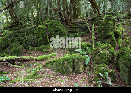 Puzzle Wood in der Nähe von Coleford im Wald von Dean, Gloucestershire UK - die Stätte der Eisenarbeiten, die vor der Römerzeit stammen. Stockfoto