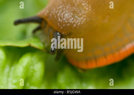 GROßE schwarze Schnecke Arion Ater weiß orange oder blond-Form auf Salat Stockfoto