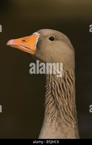 Graugans in Kelsey Park, Beckenham Stockfoto