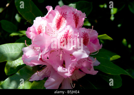 Rhododendron 'Cosmopolitan' Stockfoto