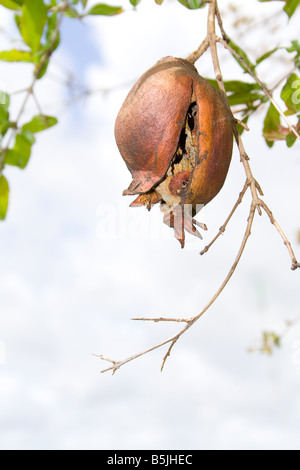 Rissig und faulen Granatapfel Baum hängen Stockfoto