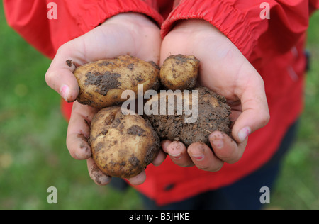 Ein Schulkind hält einige frisch ausgegraben Kartoffeln im Garten einer ländlichen Grundschule in Herefordshire, England UK Stockfoto